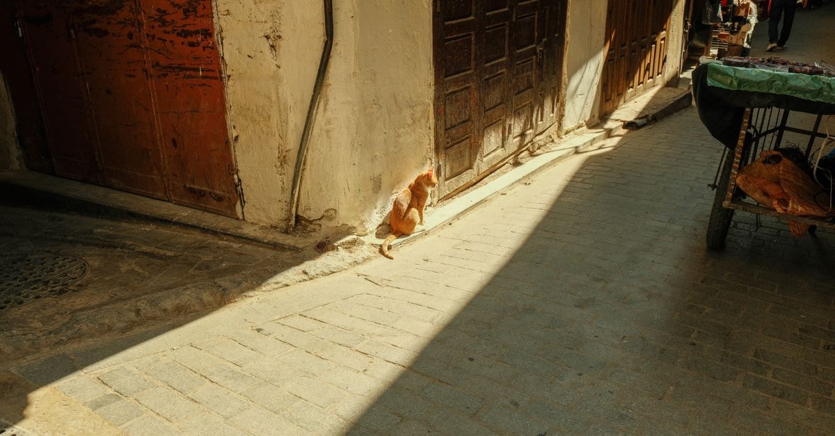 Fes travel guide: timeless alleys, flavors and rhythm A stray cat basks in warm sunlight on a historic Fes street.