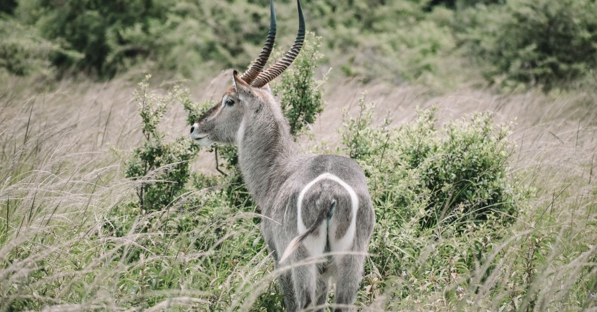 Isiro Travel Guide: Wildlife, Worship, and Congolese Flavor Waterbuck standing amidst tall grass in a wildlife reserve, showcasing its impressive antlers.