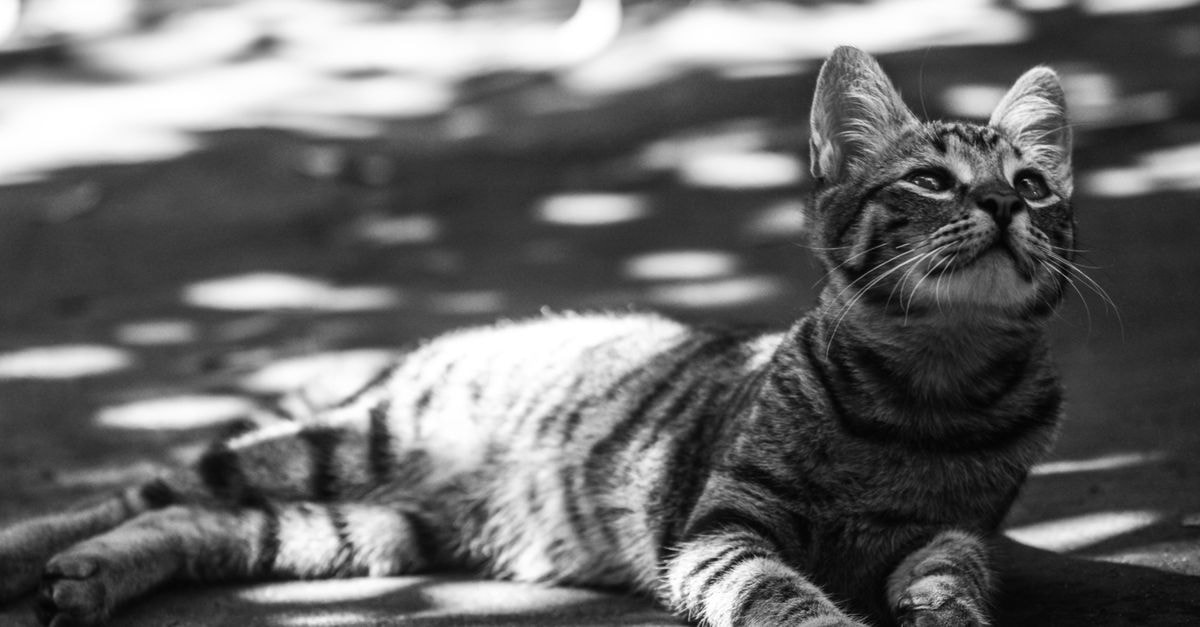 Vista Alegre Hotel Fazenda in Montes Claros: A Countryside Stay on BR-251 Monochrome photo of a tabby cat resting on the ground with dappled sunlight.
