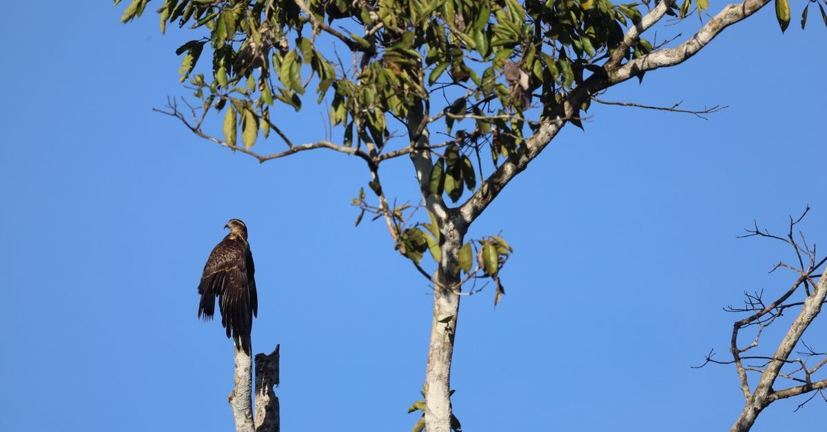A striking raptor perched on a tree, captured in the vibrant landscape of Iquitos, Peru.