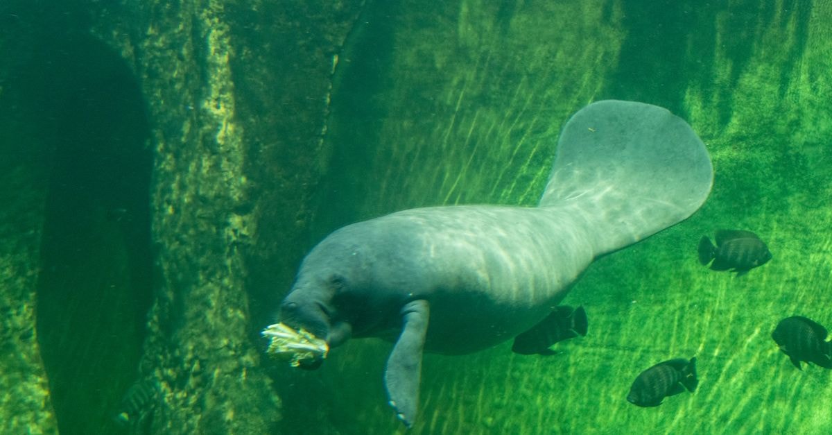 Manati Travel Guide: Planning Tips, Costs and Things to Do African manatee seen swimming and eating underwater, showcasing aquatic marine life.