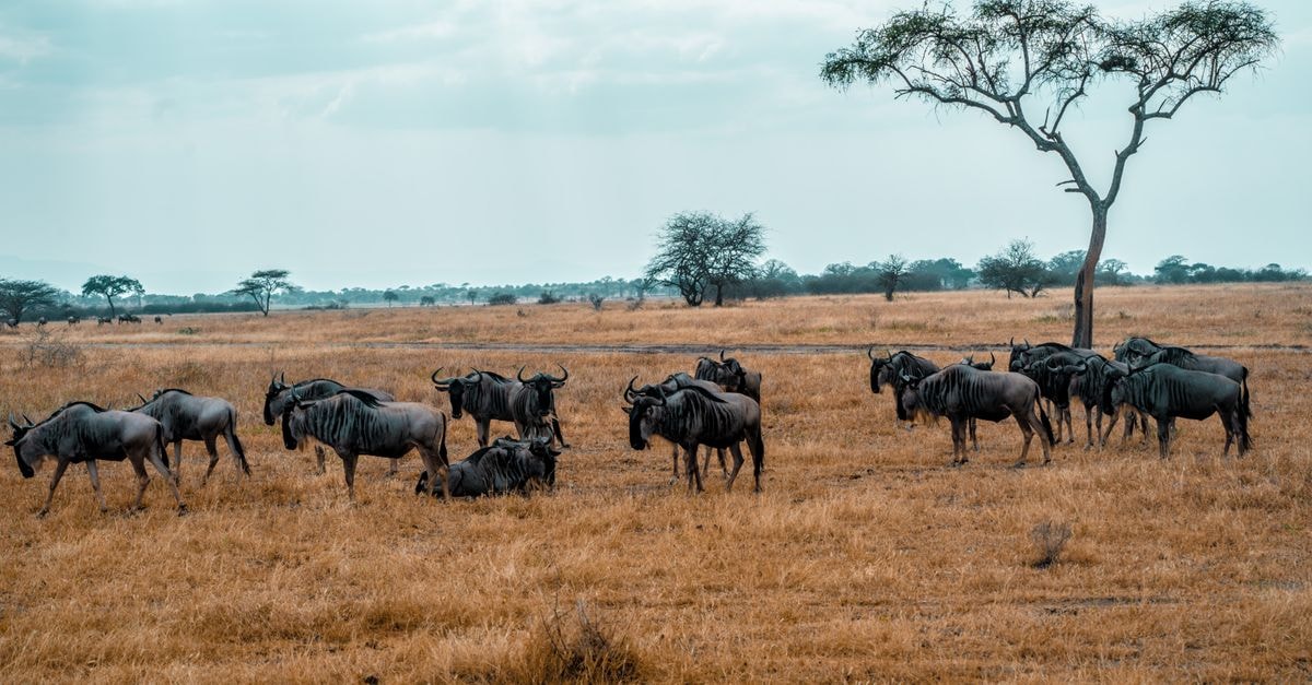 Mpanda travel guide: gateway to the wild Katavi plains A herd of wildebeest grazing in the savanna of Arusha Region, Tanzania under a vast sky.