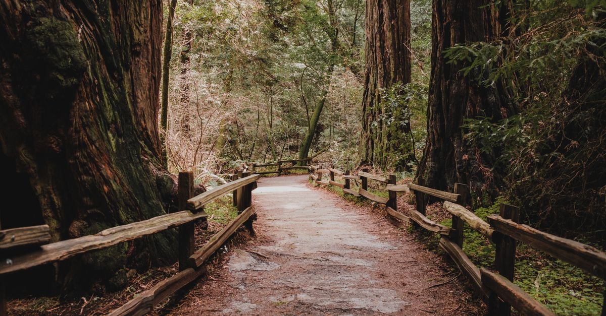 Muir in Halifax: Ocean Access and Original Nova Scotia Art Explore a serene wooded trail surrounded by majestic redwoods in Muir Woods National Monument.