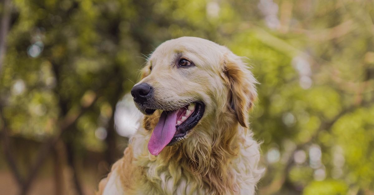 UPLABDHI in Meerut: A Practical Stay on Western Kutchery Road Close-up of a golden retriever with tongue out, against a blurred green background.