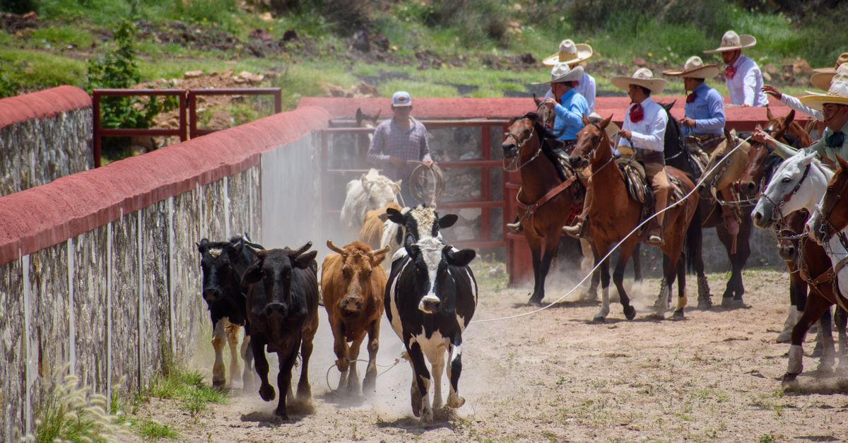 USDA Sets August 24 Reopening of Mexican Cattle Ports Under Joint Screwworm Plan Cowboys herding cattle in traditional Mexican charreria setting.