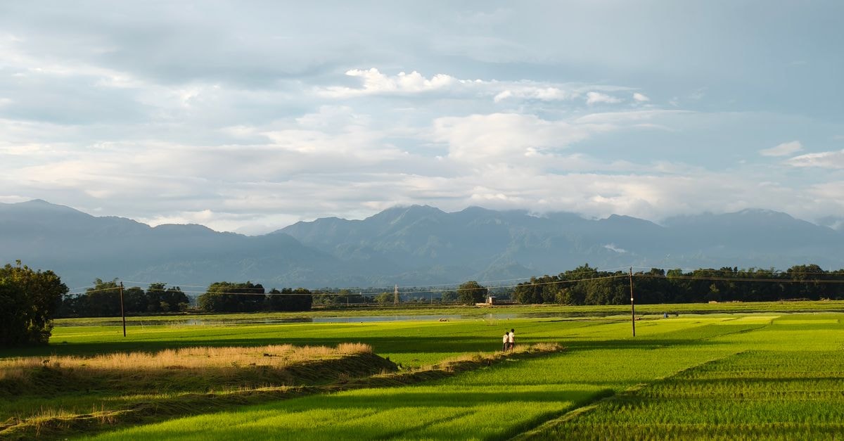 Imphal Travel Guide: Quiet Corners of Manipur's Capital Lush green paddy fields in Silchar, India, with mountains in the background.