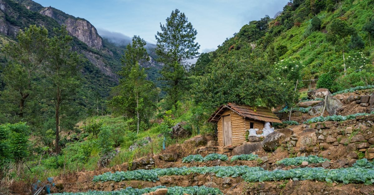 Lush terraced fields and a rustic cabin set against the green mountains in Mandaramnuwara, Sri Lanka.