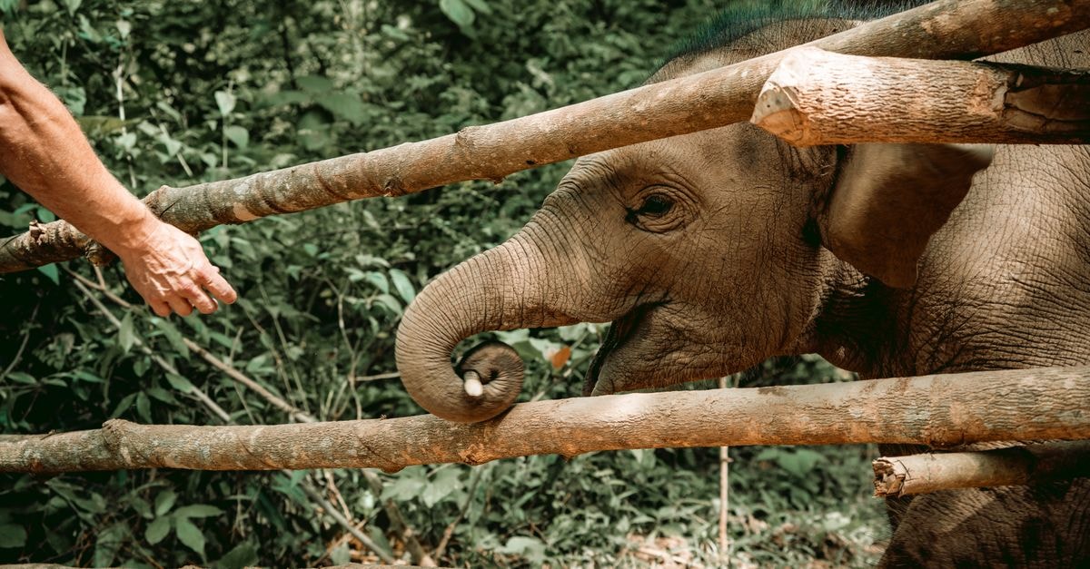 Mekong Riverview Hotel, Luang Prabang — Where Two Rivers Meet Your Balcony A heartfelt moment between a human and a young elephant through a wooden fence in Luang Prabang, Laos.