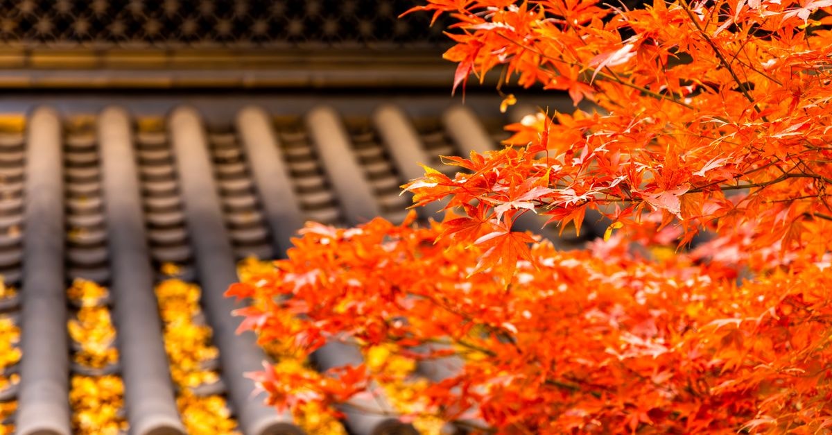 Bright orange autumn leaves of a Japanese maple tree in focus with a traditional tiled roof in the background.
