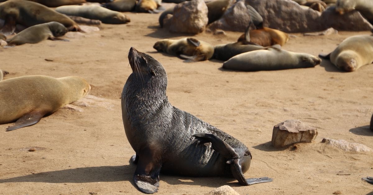 Swakopmund travel guide: a slow, sea-breezy Namibian pause A colony of Cape Fur Seals lounging on a sandy beach in Namibia, bathed in sunlight.