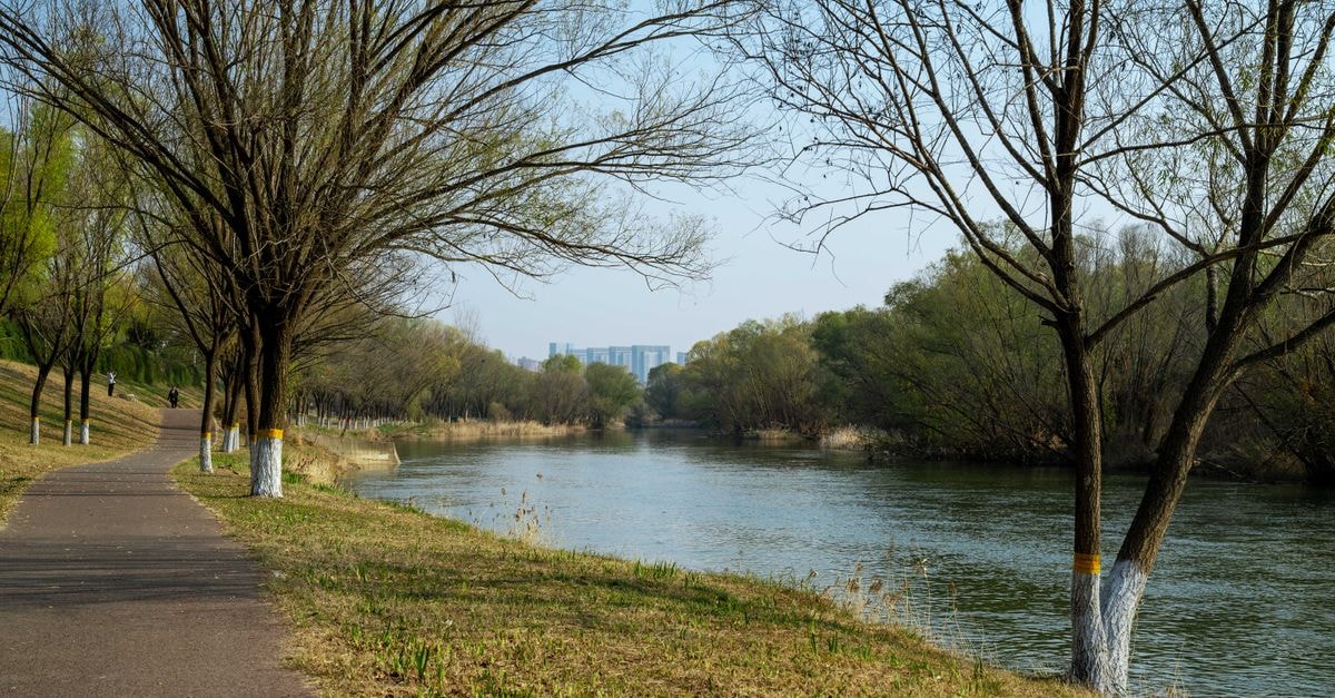 Wuzhong Travel Guide: A Riverside Stop in Ningxia's Hui Heartland Serene riverside path lined with trees in early spring, offering a scenic stroll.