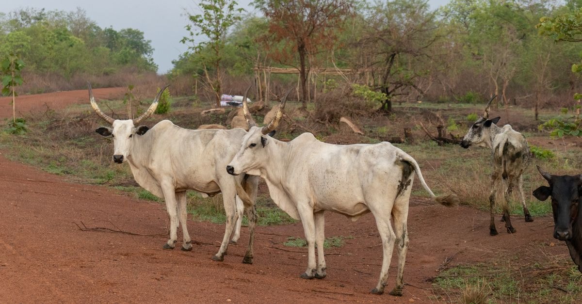 Parakou travel guide: navigating northern Benin's crossroads Zebu cattle on a dirt road amidst trees in Dassa, Benin.