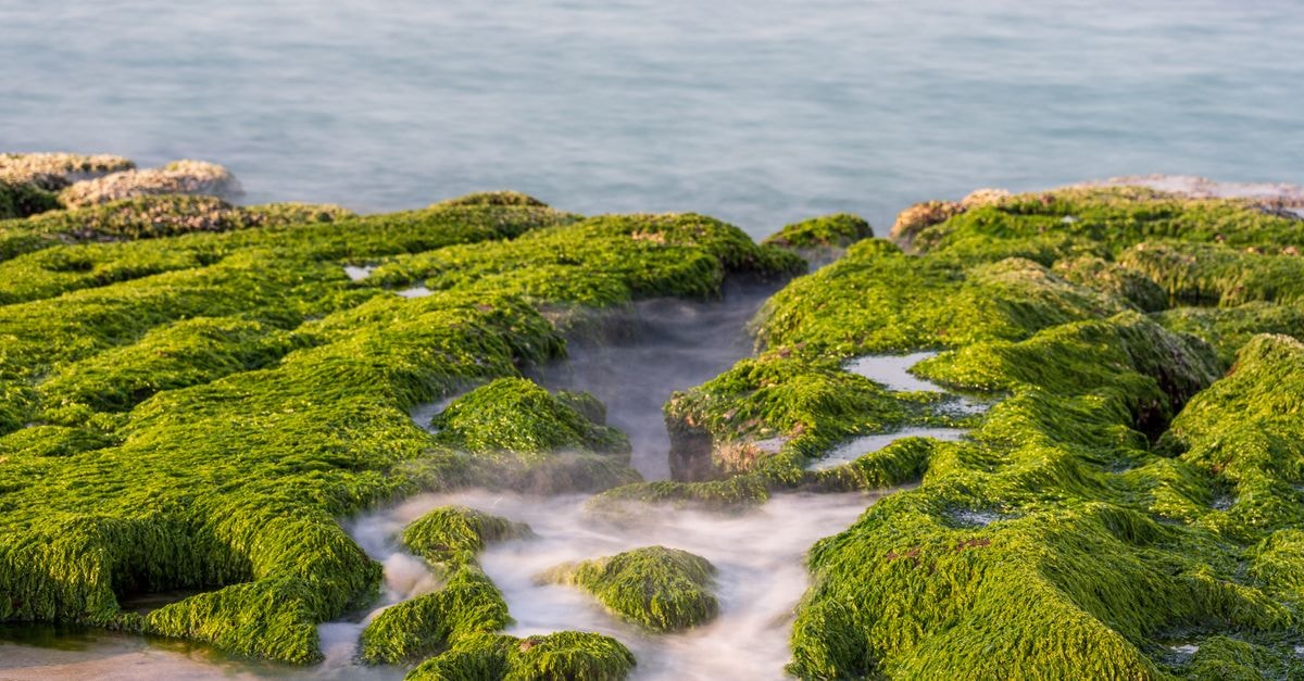 Salalah Travel Guide: A Slow Look at Dhofar's Green Season Tranquil seascape with moss-covered rocks and gentle ocean mist creating a serene atmosphere.
