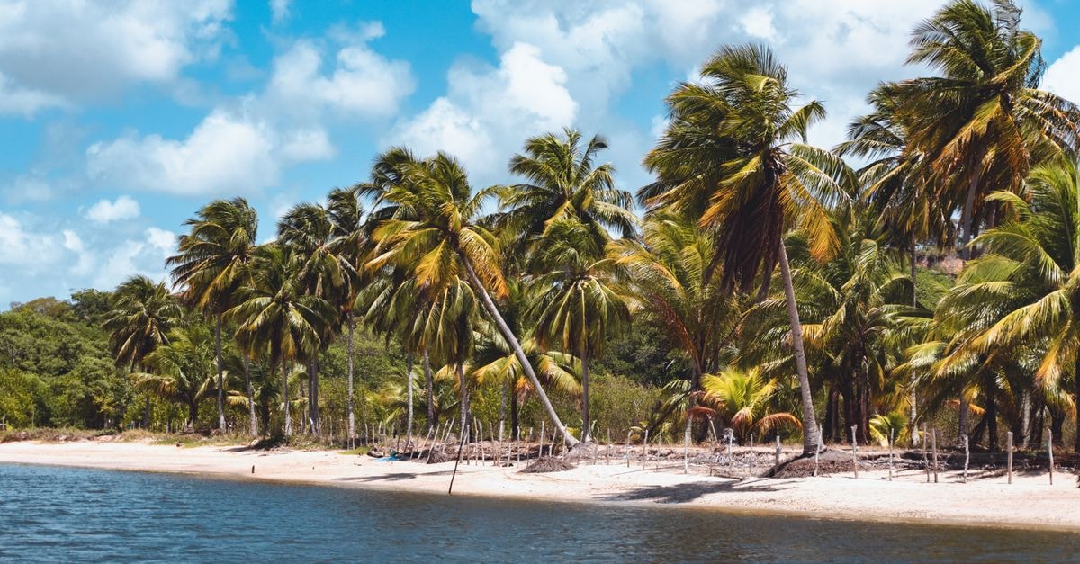 Lichinga Travel Guide: A Quiet Corner of Northern Mozambique A beautiful tropical beach lined with lush palm trees under a vibrant blue sky.