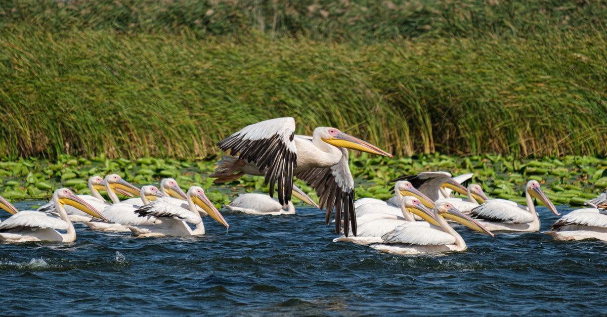 Hotel Egreta in Tulcea: A Central Base on Strada Păcii A serene view of great white pelicans swimming and flying on a lake in Romania's Danube Delta.