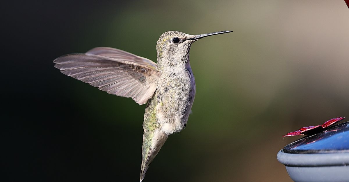 Anna in Târgu Jiu: 24/7 Comfort on Ecaterina Teodoroiu A stunning close-up of an Anna's hummingbird in flight near a feeder. Perfect for nature lovers.