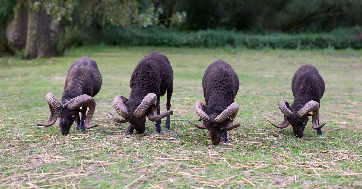 A serene scene of four black rams with large horns grazing peacefully in a rural pasture.
