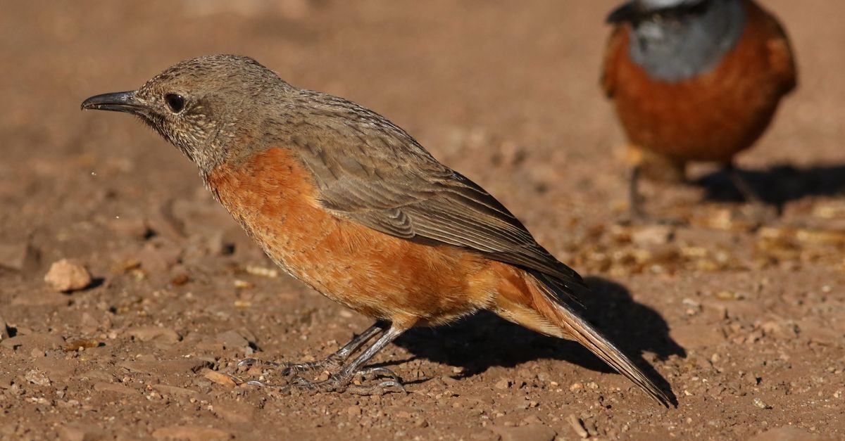 A Quiet Welkom Travel Guide to South Africa's Garden City Two Cape Rock Thrushes (Monticola rupestris) on sandy terrain in natural habitat.