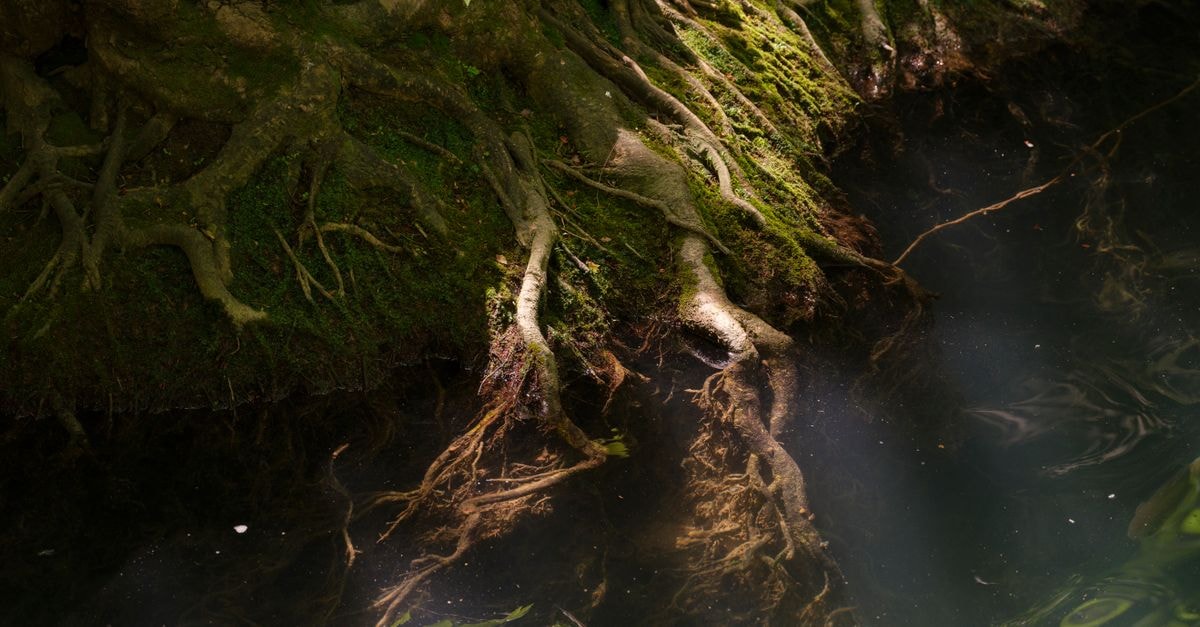 Quiet Roots and River Light: A Travel Guide to Nanyang Explore the serenity of mossy tree roots extending into a calm pond, capturing the essence of nature.