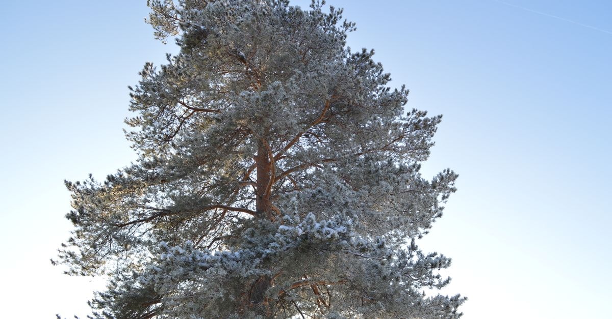 俄羅斯 Syktyvkar 冬季晴朗藍天下，一棵覆滿霜雪的參天松樹。