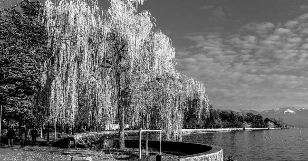 Geneva travel guide: lakeside calm and world-stage weight A tranquil black and white view of a lakeside path lined with graceful willow trees.