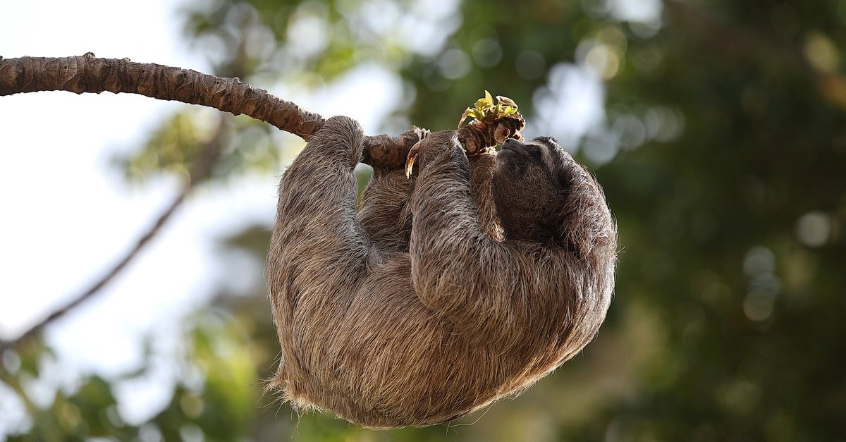 Slow Days on the Equator: A Thoughtful Macapá Travel Guide A three-toed sloth hanging on a branch in the lush rainforest.