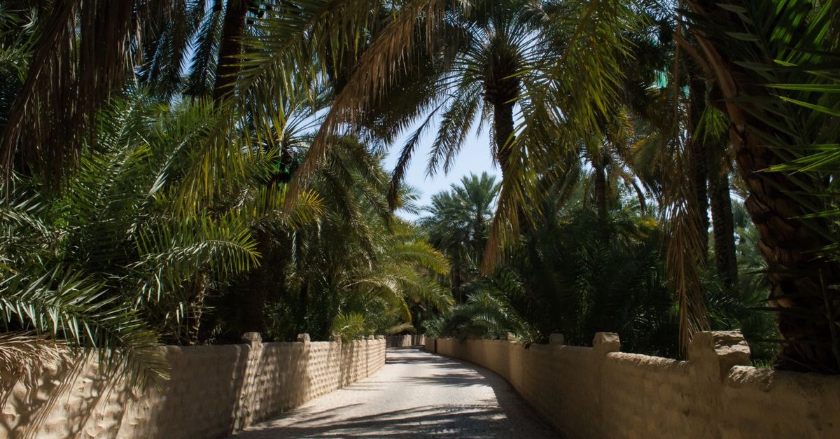 Radisson Blu Hotel & Resort, Al Ain: A 1969 Royal Sanctuary in the Garden City A serene palm tree pathway in Al Ain Oasis, Abu Dhabi, showcasing tropical vegetation.