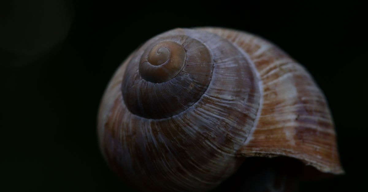 Slow Mornings and Quiet History: A Matsudo Travel Guide Macro shot of a textured snail shell highlighting its spiral pattern against a dark background.