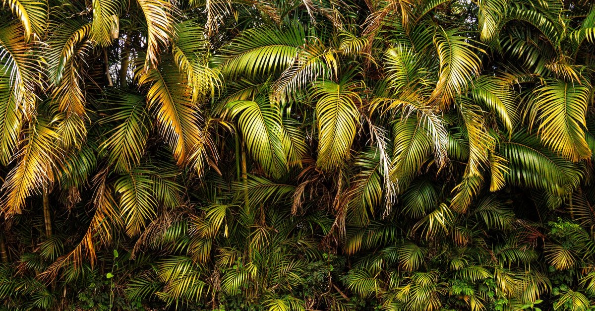 Hotel Recanto da Paz in Atibaia: 20 Alqueires and Striking Architecture Vibrant tropical palm trees creating a natural dense green backdrop in Atibaia, Brazil.