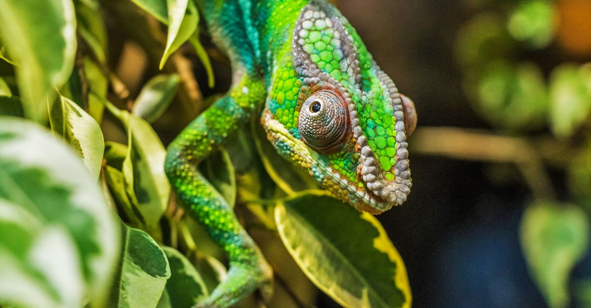 Meccha Chameleon Studio Patches Steam Workshop Flaw After Malware Maps and Discord Takeover Close-up image of a colorful chameleon perched on green leaves, showcasing the reptile's vibrant patterns.