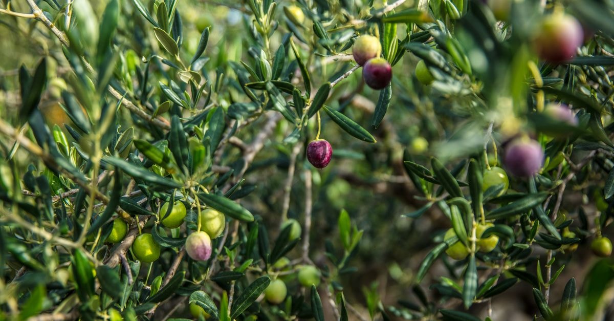 A Slow Travel Guide to Balıkesir: Olive Festivals and Coastal Rhythm Vibrant olive tree branches with ripening olives captured in natural sunlight.