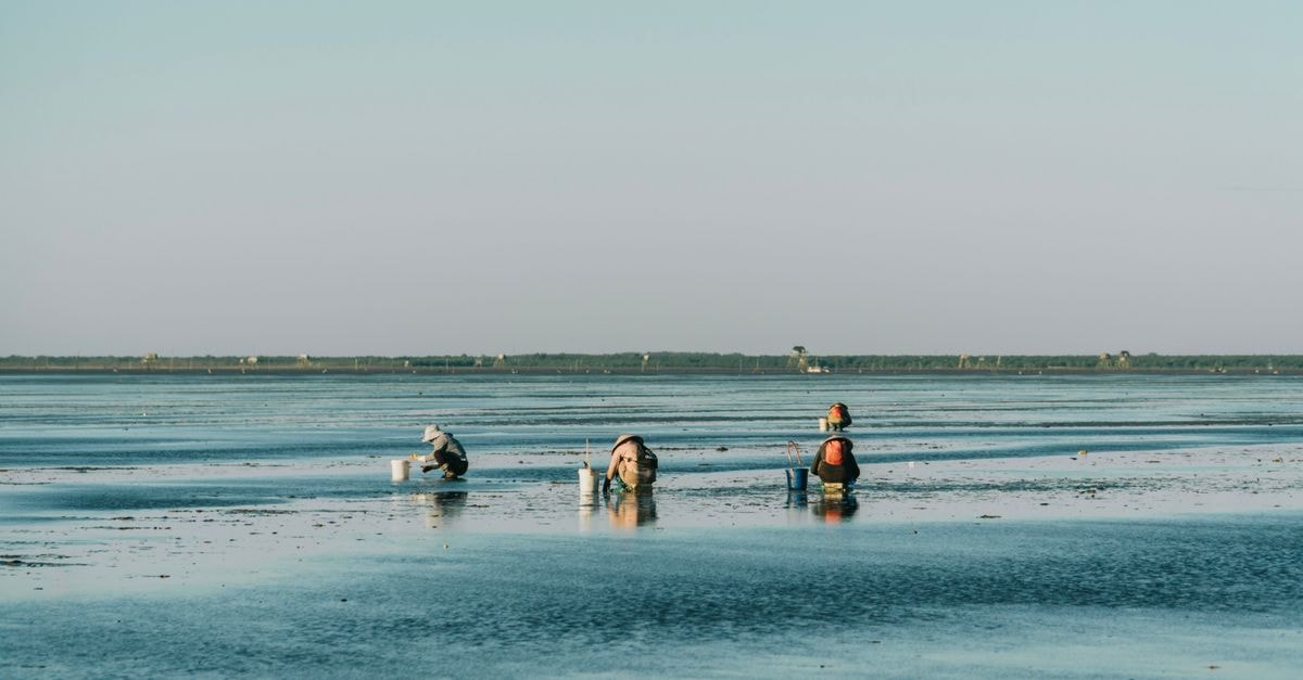 Individuals gathering clams on expansive coastal mudflats under a clear sky.