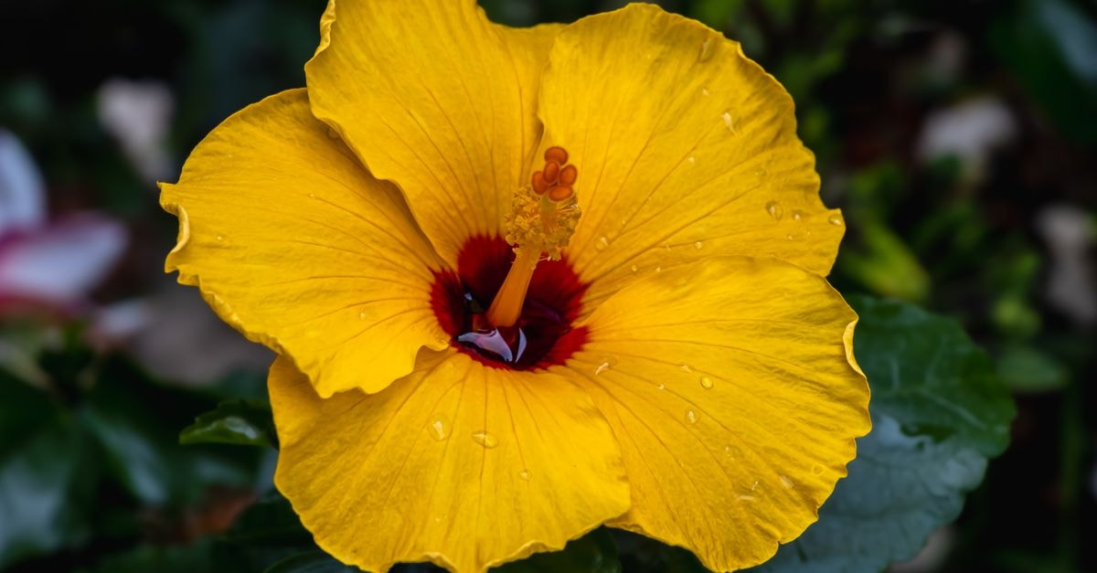 Close-up of a vibrant yellow hibiscus flower with dewdrops, showcasing its intricate details.