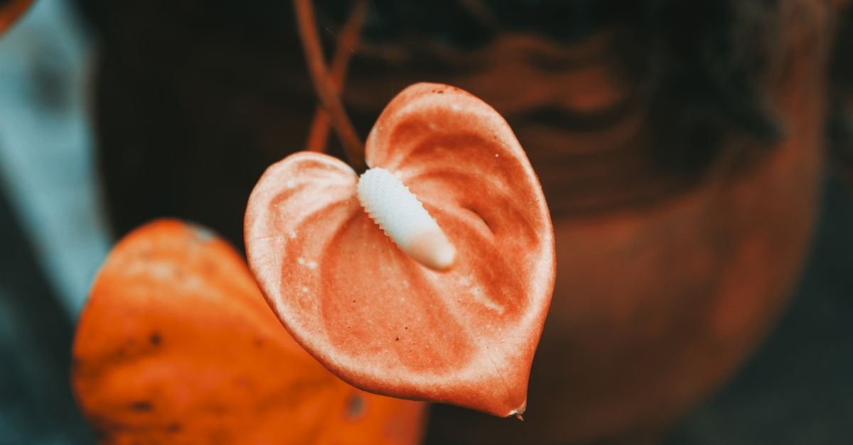 An Industrial Heart Beats Easy on a Germiston Travel Guide Striking close-up of a blooming anthurium with vibrant colors and detailed texture.