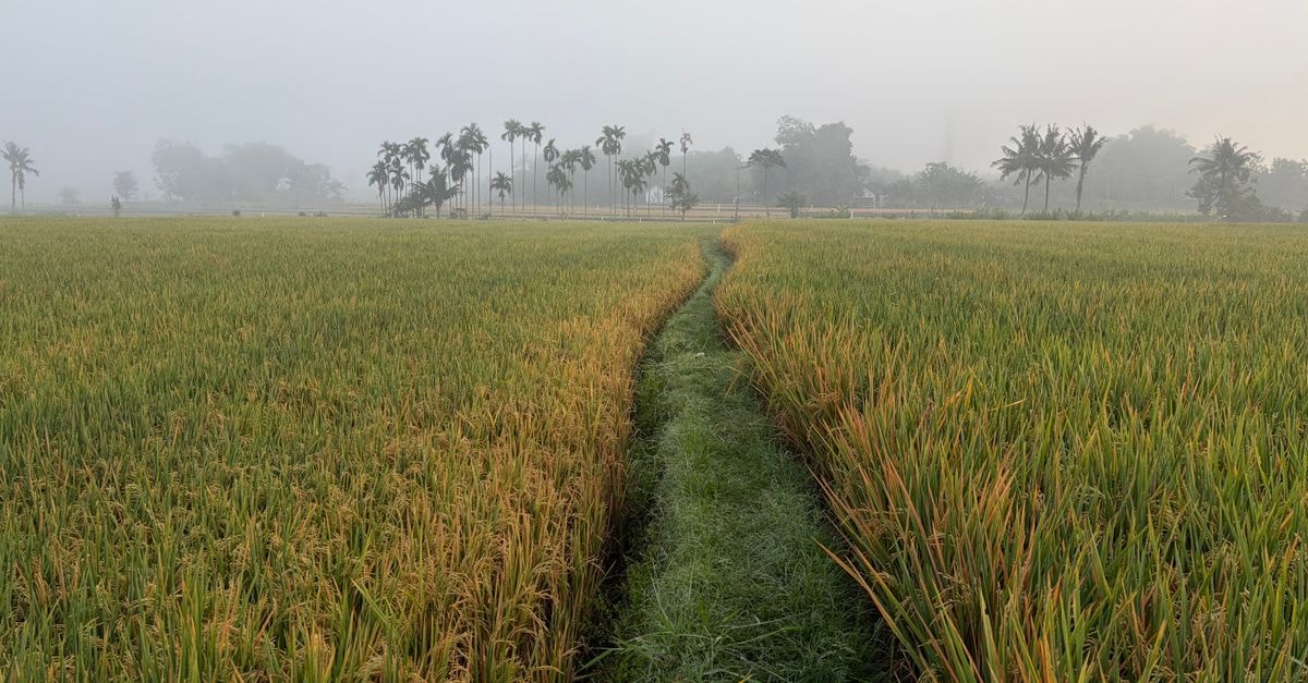 Serene morning view of rice fields in Jember, East Java, shrouded in fog with a pathway leading through the golden crops.