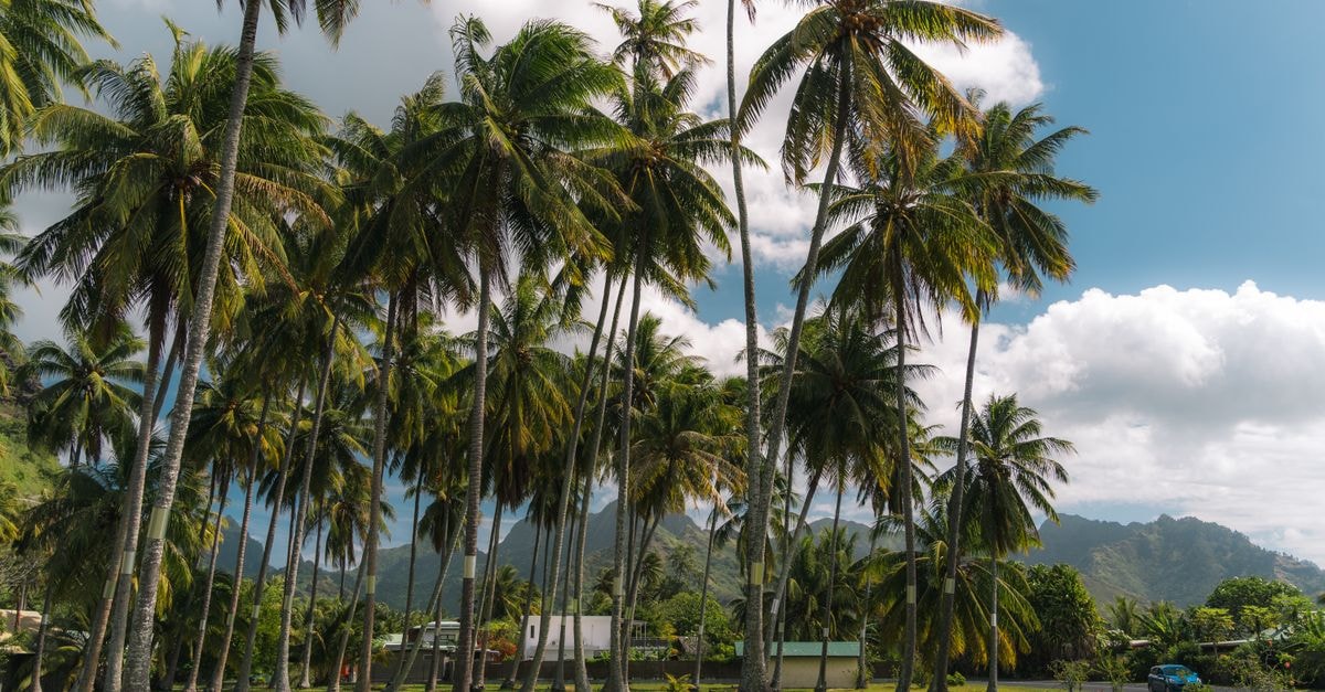 Apia Travel Guide: Getting Around the Samoan Capital Lush palm trees under a vibrant sky create a serene tropical paradise landscape. Ideal for travel and nature themes.