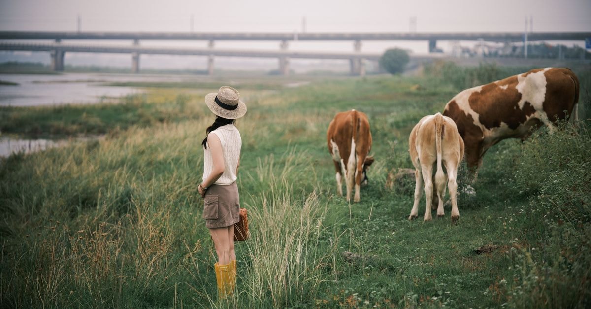 Tongliao Travel Guide: Grasslands, Gateway, and Flavor A woman in a hat watches cows grazing in a lush meadow near a bridge. Tranquil countryside scene.