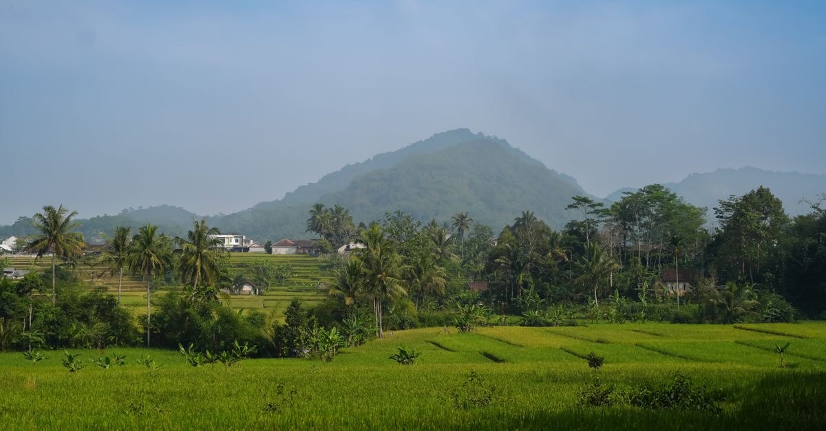Beautiful landscape with green rice fields and mountains under a clear blue sky.