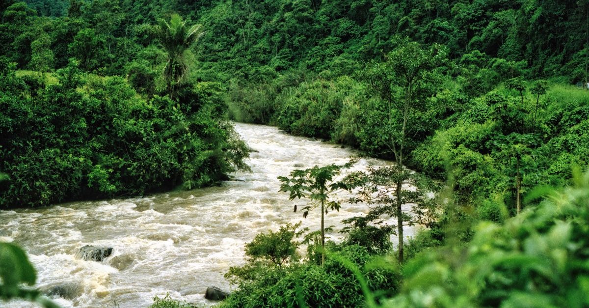 Florencia, Caquetá Travel Guide: Gateway to the Colombian Amazon Serene river flowing through vibrant green rainforest in Ecuador.