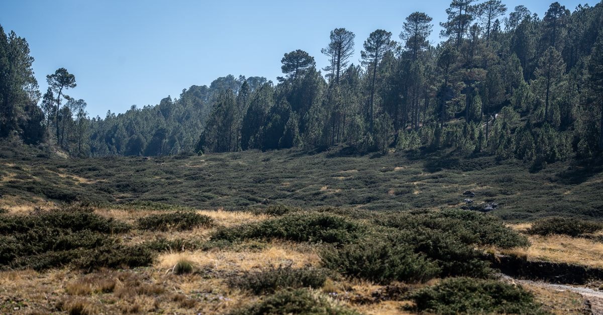Huehuetenango travel guide: a highland stop with deep roots Beautiful natural landscape with trees and hills in Huehuetenango, Guatemala.