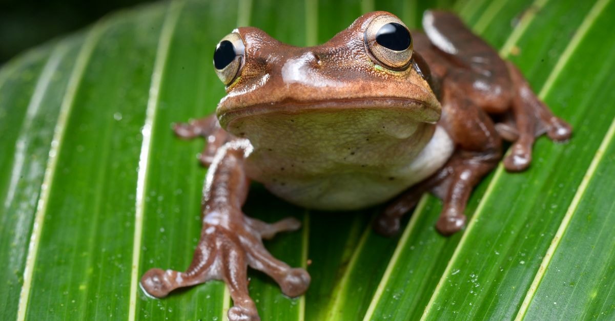 Hotel Estación in Buenaventura: A 1925 Landmark of the Pacific Port Detailed image of a frog resting on a leaf in the rainforest of Buenaventura, Colombia.