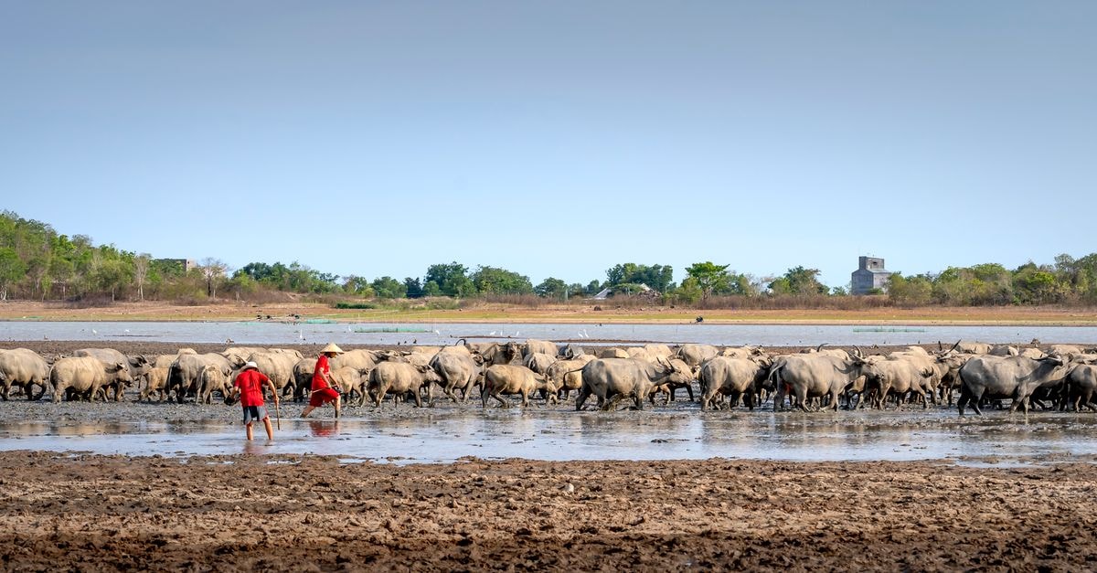 Villavicencio travel guide: plains culture at the gateway to the Llanos Anonymous Vietnamese shepherds standing in river while watering herd of cows in countryside on sunny day