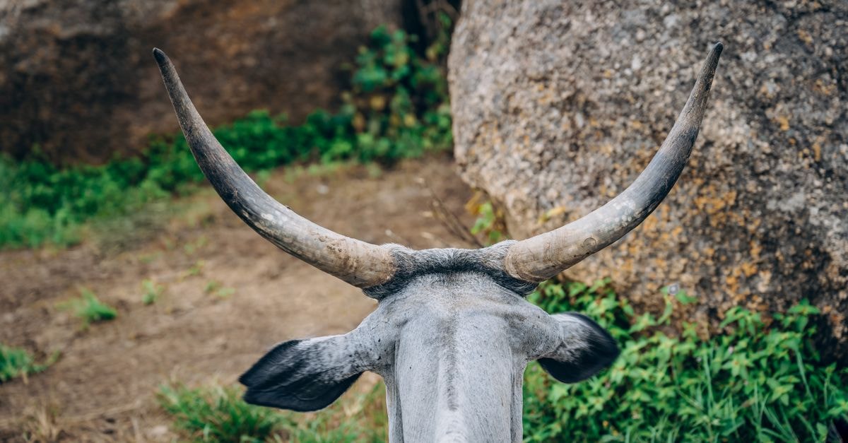 Jos travel guide: a slow, sensory look at Plateau State Back view of Nguni cattle with distinctive horns, in a rocky landscape in Jos, Nigeria.