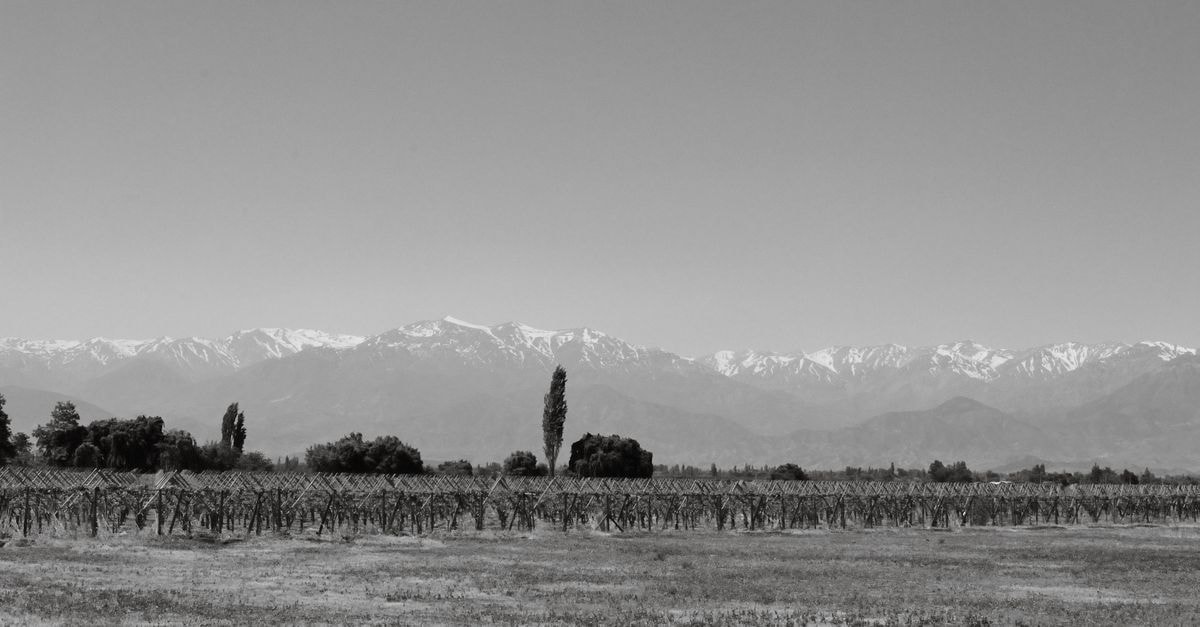 Puente Alto Travel Guide: A Calm Foothill Base Near Santiago Vineyard landscape in Chile's Santiago Metropolitan Region with the Andes mountains in view.
