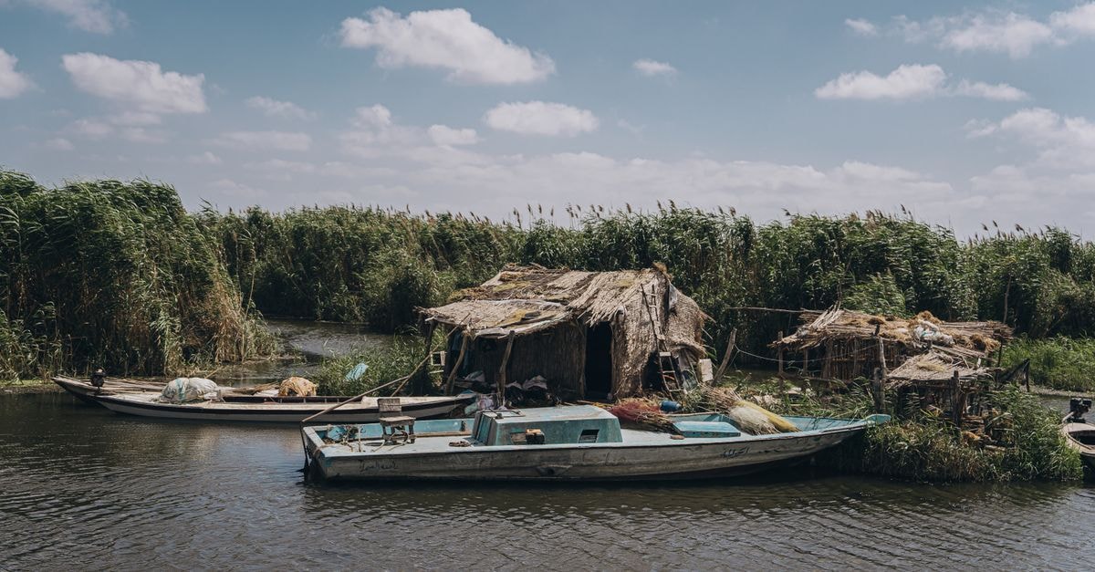 Traditional boats moored by reeds on a tranquil river in Kafr El-Shaikh, Egypt.