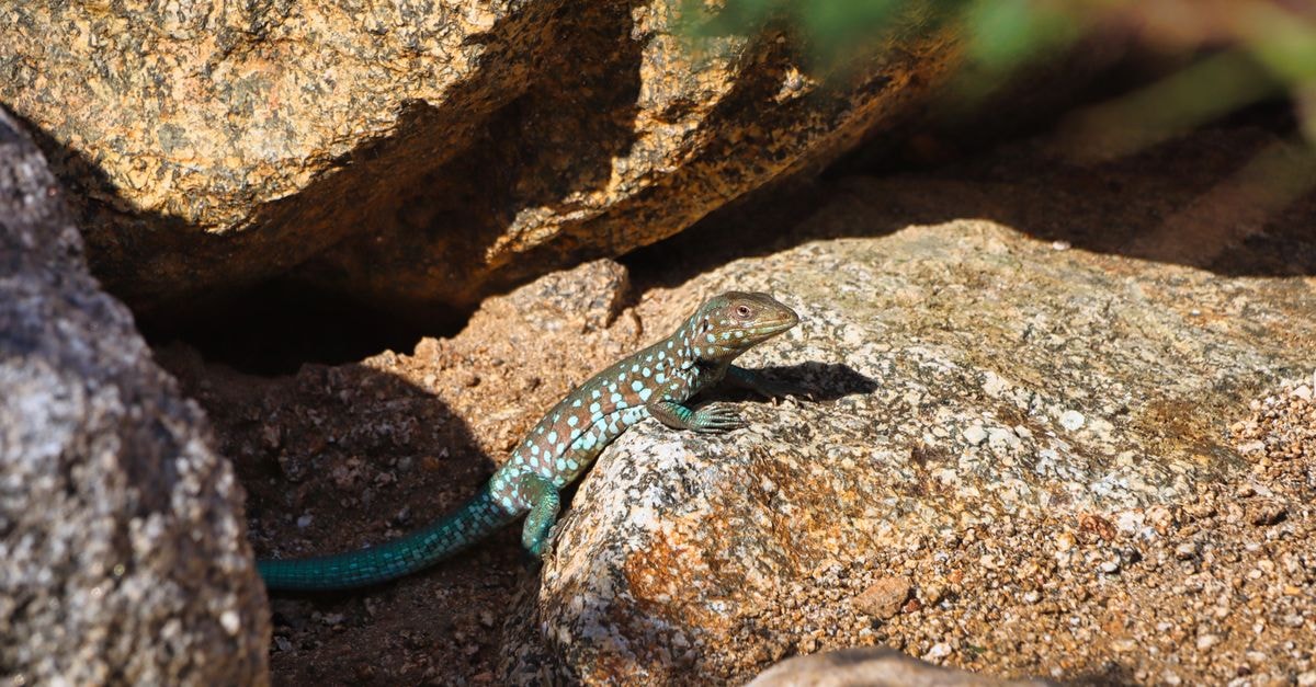 Renaissance Aruba Resort & Casino, Oranjestad — A Private Island at the Doorstep Close-up of a rainbow whiptail lizard basking on rocky terrain in Aruba.