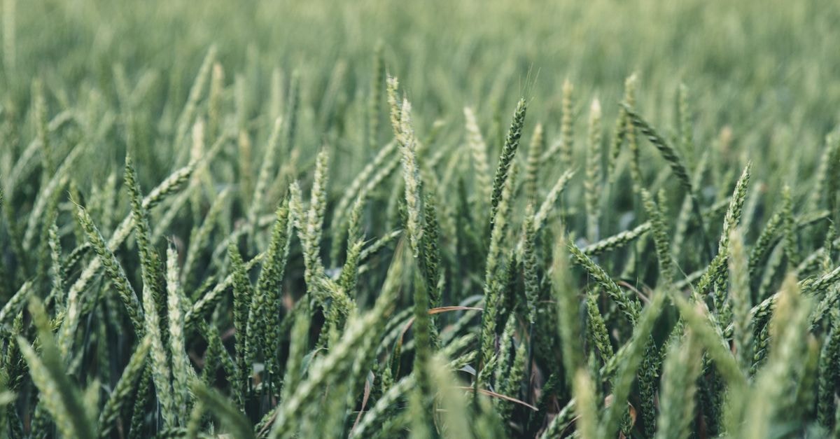 Agricultural Materials Science: Disease-Resistant Crops, Nano-Nutrients and Sargassum Expansive view of a vibrant green wheat field under natural daylight highlighting agricultural growth.