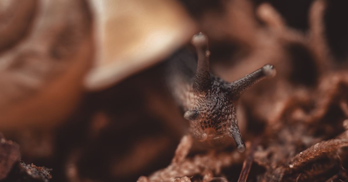 Alotau Travel Guide: A Slow-Paced Introduction to Milne Bay Extreme close-up of a snail exploring a forest floor, showcasing its intricate textures.