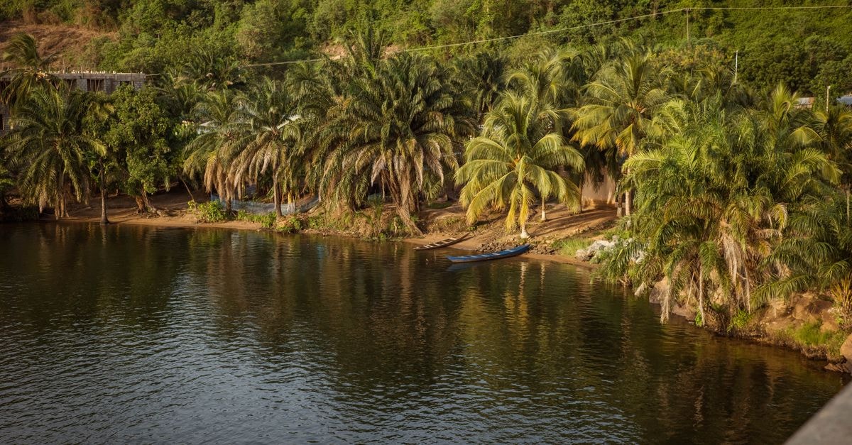 Sokodé Travel Guide: A Calm Look at Central Togo Serene view of a tropical riverbank surrounded by lush palm trees and greenery.