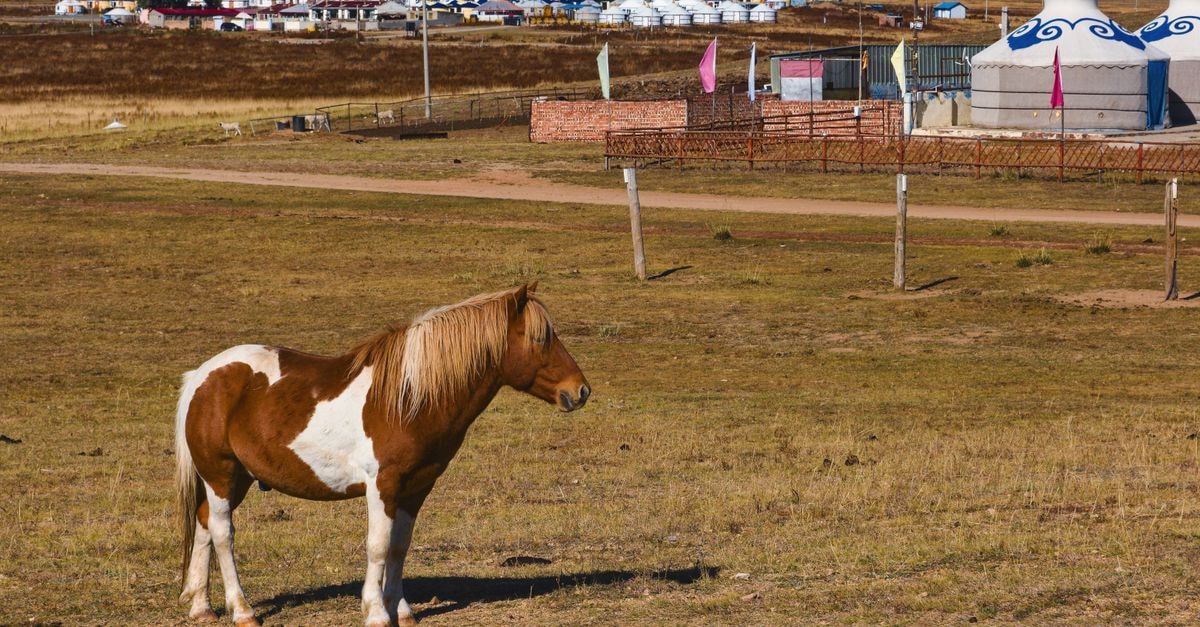 A horse grazes peacefully in the rural landscape of Inner Mongolia, China, near traditional yurts.